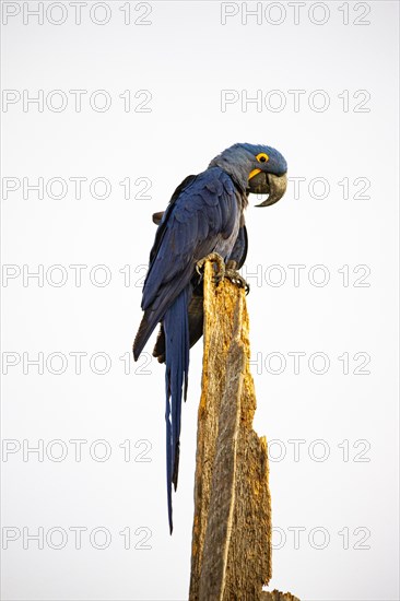 Hyacinth Macaw (Anodorhynchus hyacinthinus) Pantanal Brazil