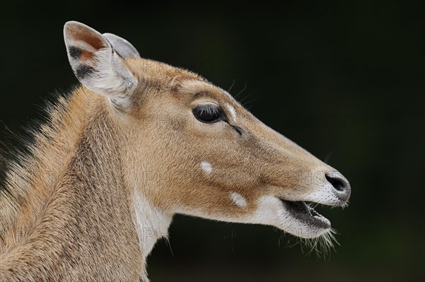 Nilgai (Boselaphus tragocamelus), female, portrait, captive, occurrence in Asia