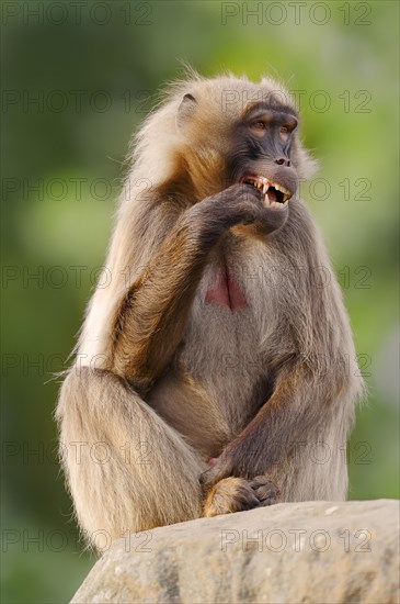 Djelada or gelada baboon (Theropithecus gelada), captive, occurring in Ethiopia
