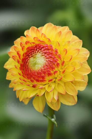 Dahlia 'Yellow Jewel' (Dahlia Hybride), flower, ornamental plant, North Rhine-Westphalia, Germany, Europe