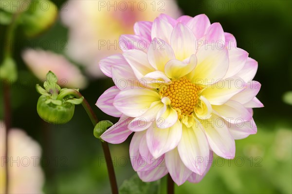 Decorative dahlia 'El Paso' (Dahlia Hybride), flower, ornamental plant, North Rhine-Westphalia, Germany, Europe