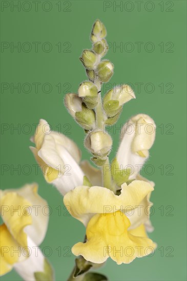 Large snapdragon or garden common snapdragon (Antirrhinum majus), flowers, ornamental plant, North Rhine-Westphalia, Germany, Europe