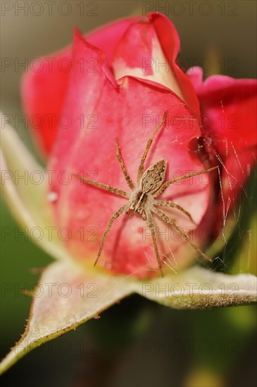 Nursery web spider (Pisaura mirabilis), female on a rose blossom, North Rhine-Westphalia, Germany, Europe