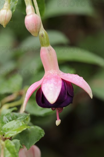Fuchsia 'Rose of Castille' (Fuchsia hybride), flowers, ornamental plant, North Rhine-Westphalia, Germany, Europe