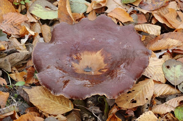 Chestnut-brown stem porling or black-red porling (Picipes badius, Polyporus badius), autumn, North Rhine-Westphalia, Germany, Europe