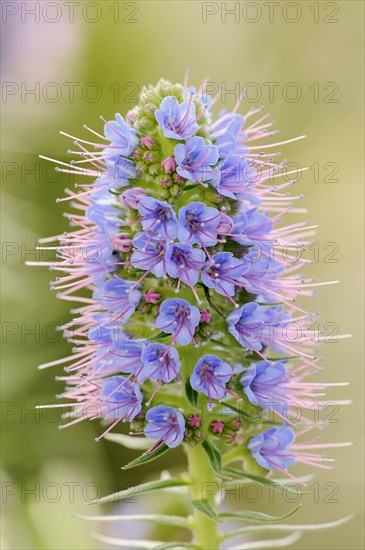 Magnificent viper's bugloss (Echium nervosum, Echium fastuosum), inflorescence, native to Madeira, ornamental plant, North Rhine-Westphalia, Germany, Europe