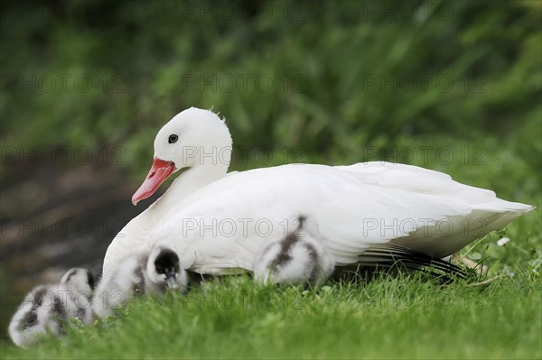 Coscoroba swan (Coscoroba coscoroba) with chicks, captive, occurring in South America