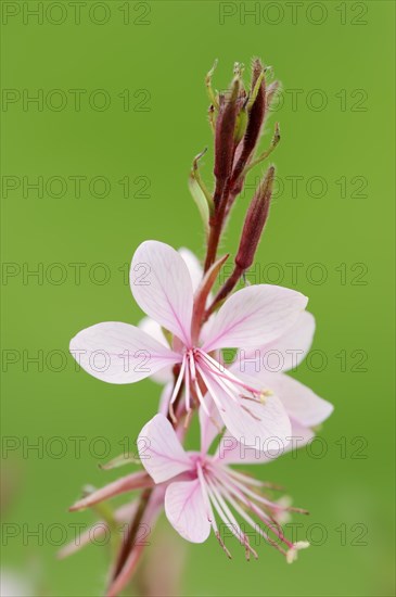 Gaura lindheimeri, flowers, native to North America, ornamental plant, North Rhine-Westphalia, Germany, Europe