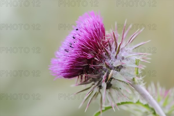 Musk thistle (Carduus nutans), flower, North Rhine-Westphalia, Germany, Europe