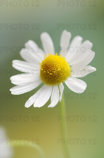 Chamomile (Matricaria recutita, Matricaria chamomilla), flower, medicinal plant, North Rhine-Westphalia, Germany, Europe