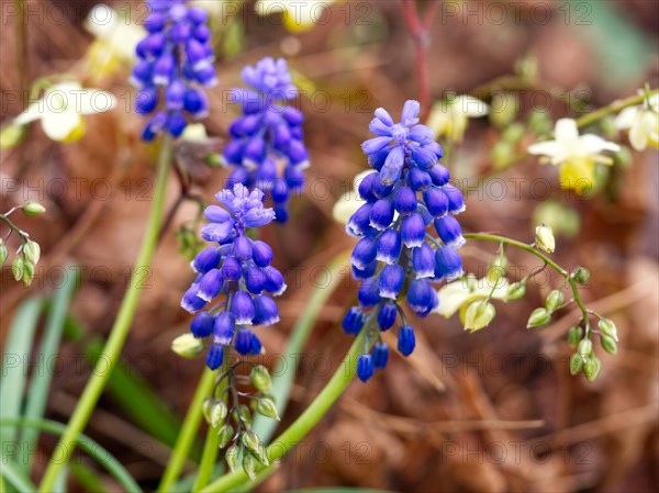 Grape hyacinths (Muscari botryoides)