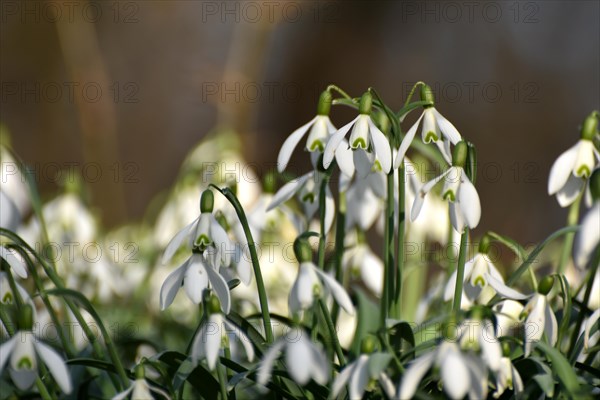 Snowdrops in late winter in the Hunsrueck near Niederwoerresbach, Rhineland-Palatinate, Germany, Europe