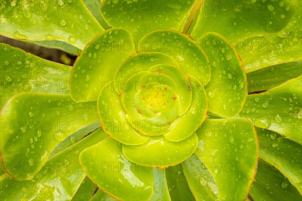 A green plant with a yellow center and a green stem. The plant is wet and has a shiny appearance