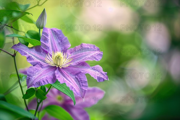 Close up of beautiful purple Clematis flower. KI generiert, generiert, AI generated