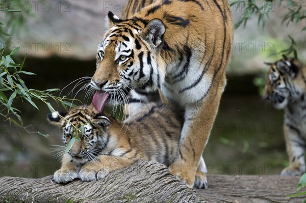 A tiger cleaning its young sitting on a rock, Siberian tiger, Amur tiger, (Phantera tigris altaica), cubs