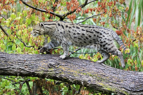 A fishing cat (Prionailurus viverrinus)