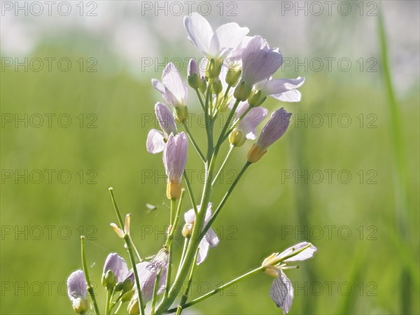 Cuckoo flower (Cardamine pratensis), Leoben, Styria, Austria, Europe