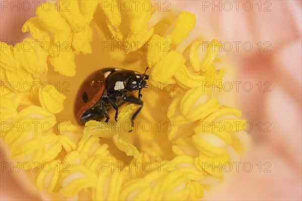 Seven-spot ladybird (Coccinella septempunctata) adult on a garden Camellia flower in spring, England, United Kingdom, Europe