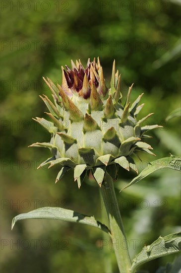 Artichoke or vegetable artichoke (Cynara scolymus, Cynara cardunculus), medicinal plant, North Rhine-Westphalia, Germany, Europe