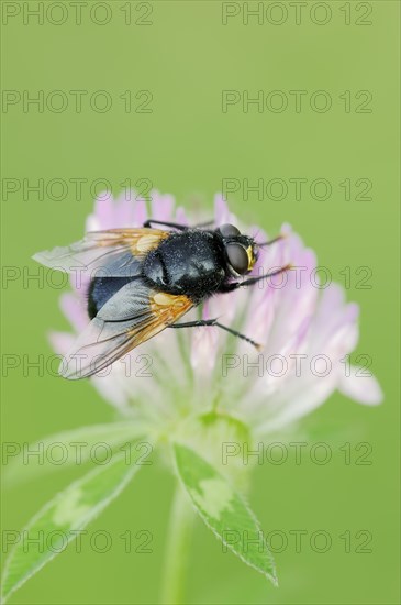 Cattle fly or noonday fly (Mesembrina meridiana) on red clover (Trifolium pratense), North Rhine-Westphalia, Germany, Europe