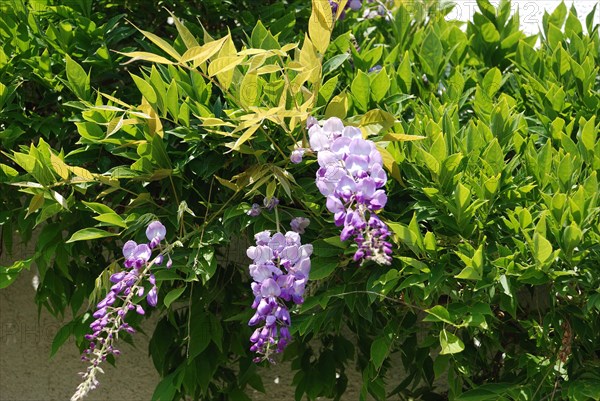 Wisteria