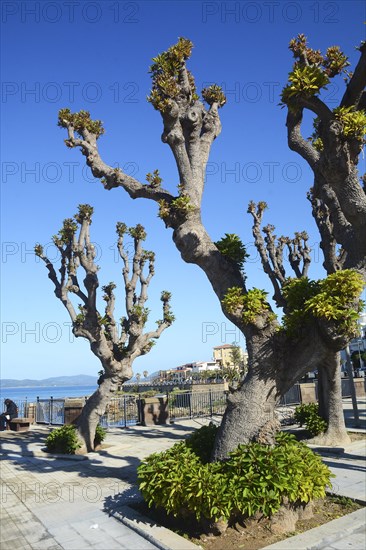 Pruned plane trees (Platanus) on the promenade in Alghero, Sassari province, Sardinia, Italy, Mediterranean, South Europe, Europe