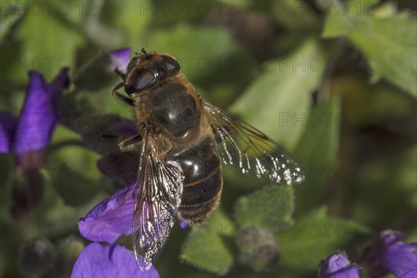 A pseudo bee hoverfly (Eristalis tenax) sitting on a flower with clearly visible translucent wings Baden-Wuerttemberg, Germany, Europe