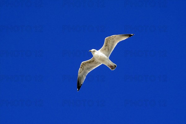 European herring gull (Larus argentatus), A gull hovers with outstretched wings in the clear blue sky, Sylt, North Frisian Island, Schleswig-Holstein, Germany, Europe