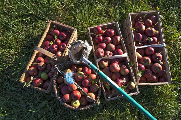 Freshly picked apples of the Winterranbur variety in baskets with apple pickers in the grass, Middle Franconia, Bavaria, Germany, Europe