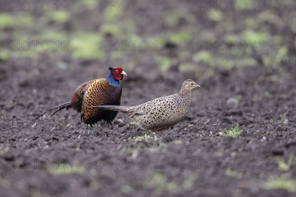 Hunting pheasants (Phasianus colchicus), courtship display, Emsland, Lower Saxony, Germany, Europe