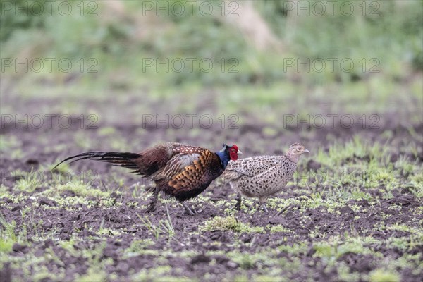 Hunting pheasants (Phasianus colchicus), courtship display, Emsland, Lower Saxony, Germany, Europe