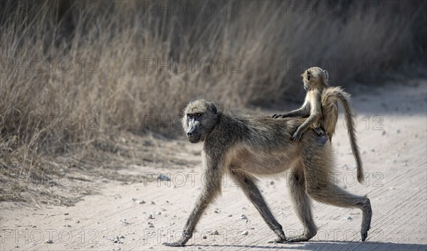Chacma baboons (Papio ursinus), young animal sitting on the back of the mother, crossing a road, Kruger National Park, South Africa, Africa