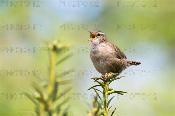 Eurasian wren (Troglodytes troglodytes) singing upright between green stems, Hesse, Germany, Europe