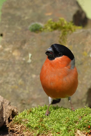 Eurasian bullfinch (Pyrrhula pyrrhula), sitting on moss, Wilnsdorf, North Rhine-Westphalia, Germany, Europe