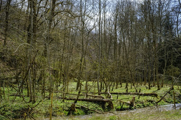 Ancient alluvial forest on the edge of the Grosse Lauter in the Grosse Lautertal near Lauterach, Munderkingen, Swabian Alb, Baden-Wuerttemberg, Germany, Europe