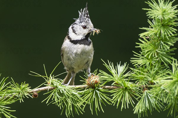 Crested Tit (Lophophanes cristatus), sitting with food in a larch branch, North Rhine-Westphalia, Germany, Europe