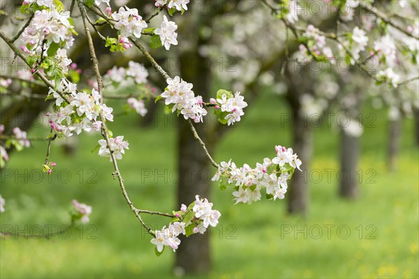 Branches of a blossoming apple tree, meadow orchard, Baden, Wuerttemberg, Germany, Europe