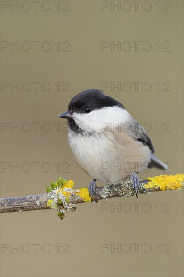 Willow Tit (Parus montanus) sitting on a branch overgrown with moss and lichen, Wilnsdorf, North Rhine-Westphalia, Germany, Europe