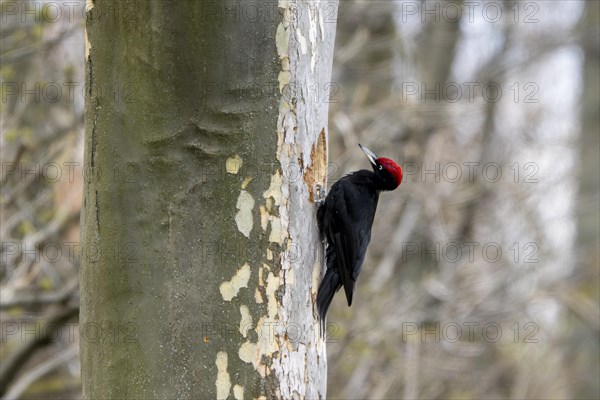 Black woodpecker (Dryocopus martius) at its breeding cavity in a tree, male, Lower Austria, Austria, Europe