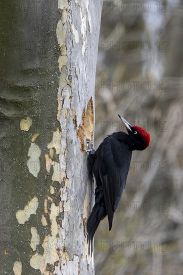 Black woodpecker (Dryocopus martius) at its breeding cavity in a tree, male, Lower Austria, Austria, Europe