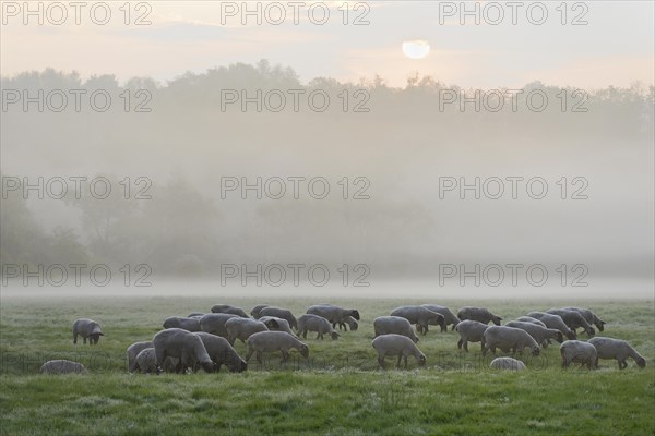 Domestic sheep (Ovis gmelini aries) on a pasture in fog and morning sun, North Rhine-Westphalia, Germany, Europe