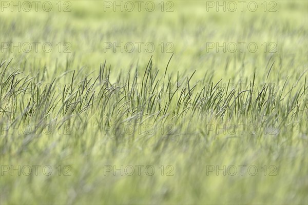 Foxtail grass (Alopecurus) in a green cereal field, North Rhine-Westphalia, Germany, Europe