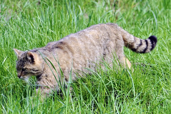 European wildcat (Felis silvestris silvestris) Captive, A tabby cat slinking attentively through tall grass, zoo, Baden-Wuerttemberg, Germany, Europe