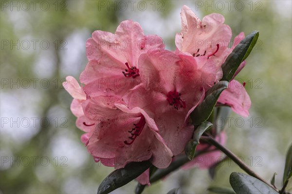 Rhododendron blossom (Rhododendron Amaretto), Emsland, Lower Saxony, Germany, Europe