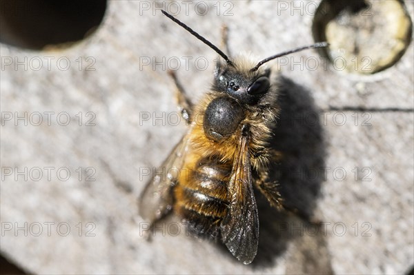 Rusty red mason bee (Osmia bicornis), Emsland, Lower Saxony, Germany, Europe