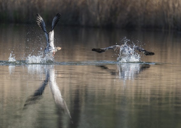 Greylag geese (Anser anser), greylag goose chasing away rivals on a pond, Thuringia, Germany, Europe