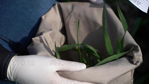 Gardener planting seedlings in a paper bag in the garden