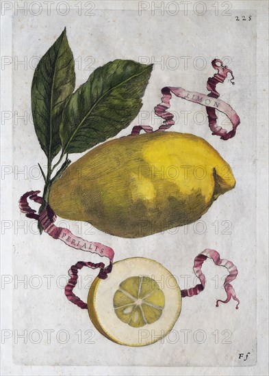 Simon Imperiales, citrus fruit, hand-coloured copperplate engraving from Giovanni Baptista Ferrari Hesperides, Sive, de Malorum Aureorum Cultura et Usu Libri Quatuor, 1646, Rome