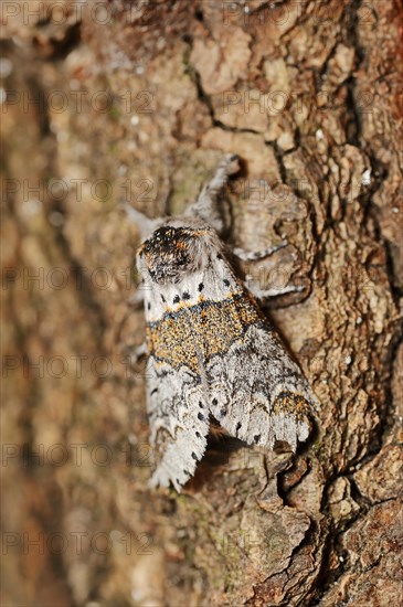 Sallow kitten moth (Furcula furcula), North Rhine-Westphalia, Germany, Europe