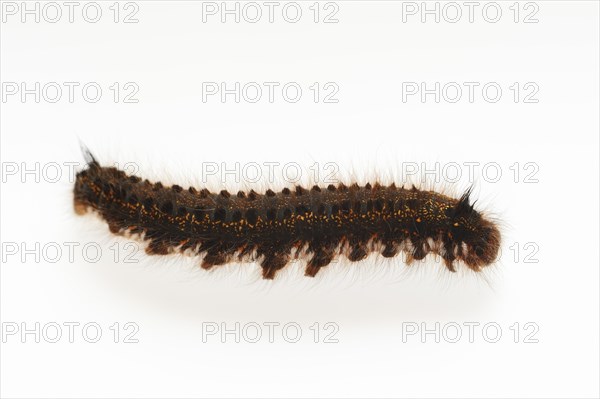 Grass cluck or drinker (Euthrix potatoria), caterpillar on white background, North Rhine-Westphalia, Germany, Europe